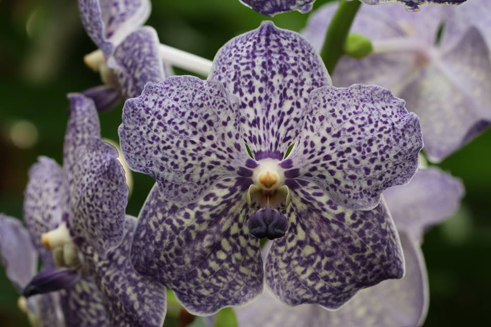 Botaanikaaias müüakse naistepäeval orhideesid