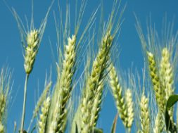 green-wheat1-1382014-m.jpg