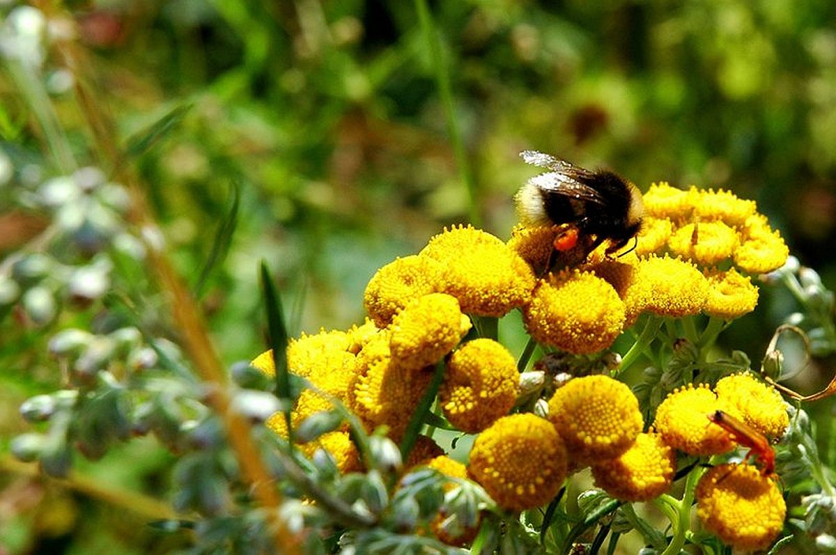 Riik hakkab toetama mesilasepidajaid