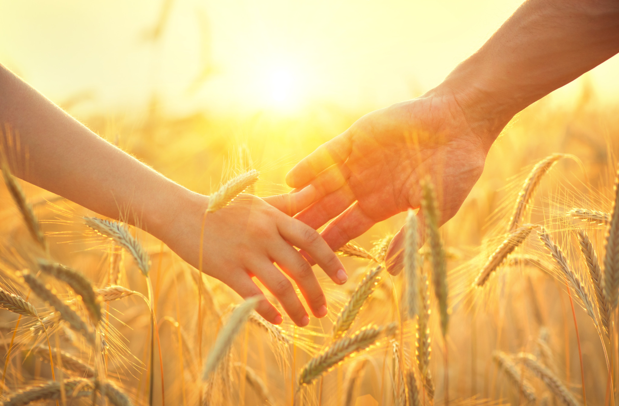 Couple,Taking,Hands,And,Walking,On,Golden,Wheat,Field,Over