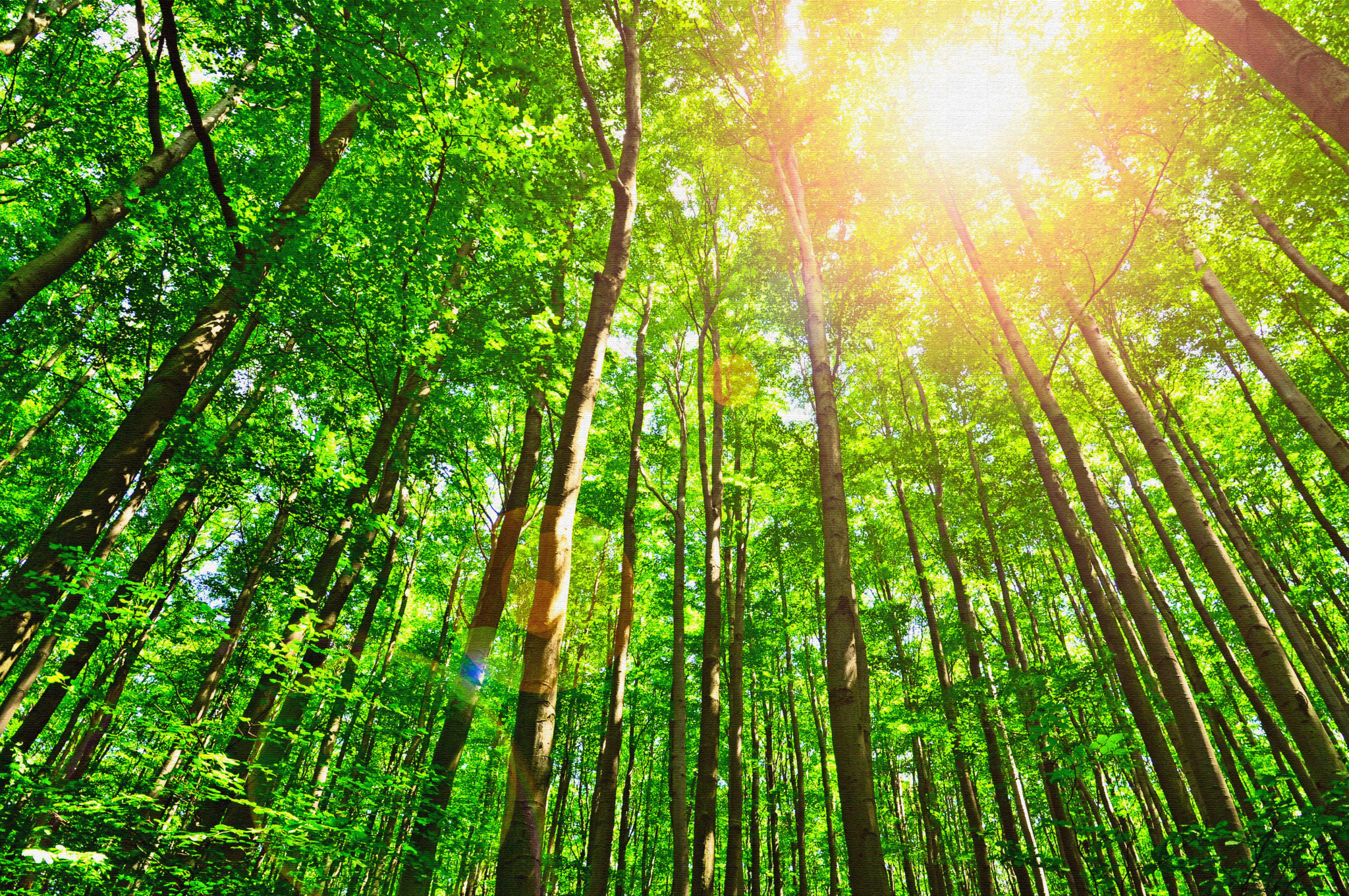 Green,Forest,Tree,Foliage,In,Summer,Sun,Glowing,Through,Leaves,
